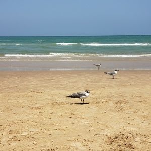 Meet your Posher, Shelly